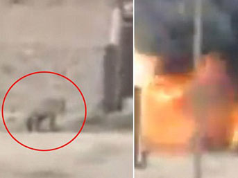 Köpeği zevk için havaya uçurdular