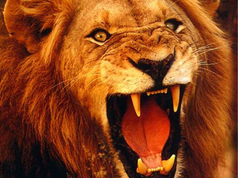 aslan-saldiri.jpg
