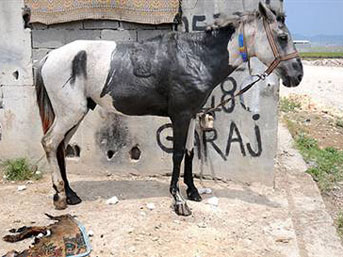 Atları benzin döküp diri diri yaktılar