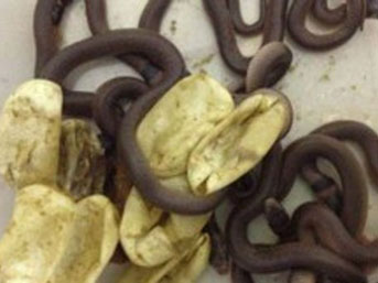 Yumurtalardan zehirli yılan çıktı