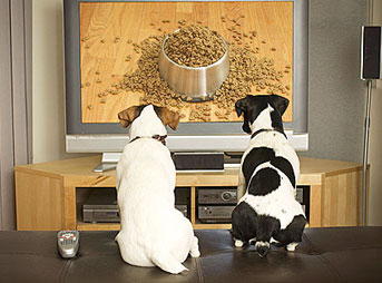Köpeklere özel TV