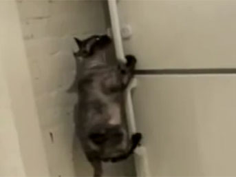 Komando gibi kedi!