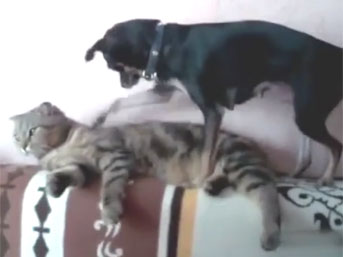 Kedi ve hizmetçisi