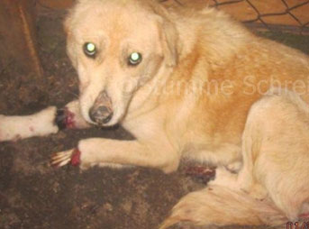 İzmir'de köpeğe vahşet!