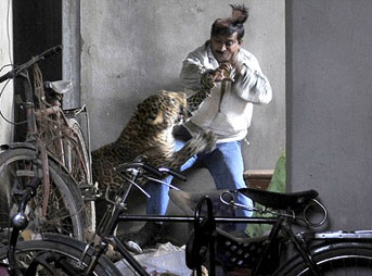 Leopar dehşet saçtı