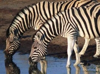 Zebraların çizgilerinin sırrı çözüldü mü?