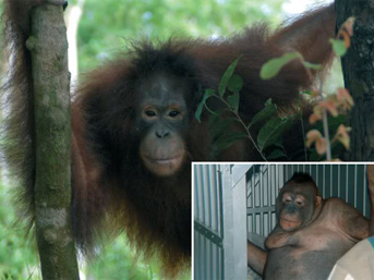 Seks kölesi orangutanlar!