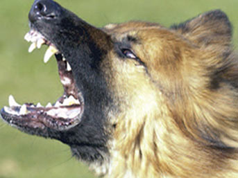 Sokak köpeği küçük çocuğu ağır yaraladı