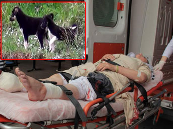Sokak köpeği dehşet saçtı