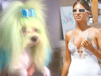 Köpeğini boyadı tepki topladı