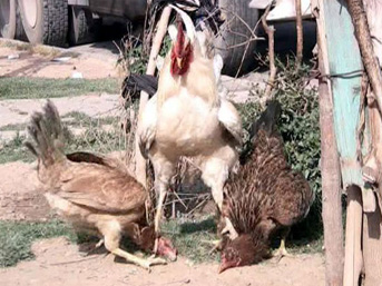Hanımların kavgasını kümesin erkeği bitirdi!