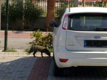 İzmir'e tilki indi