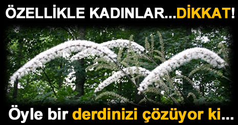 Dünyanın en faydalı 12 bitkisi ve yararları
