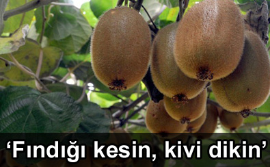 'F�nd��� kesin, kivi dikin'