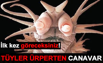 3 cm'lik canavar!