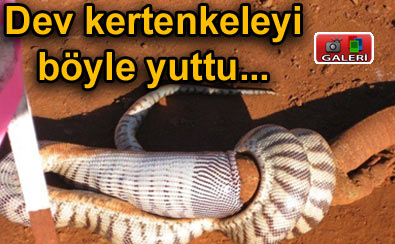 Dev kertenkeleyi b�yle yuttu