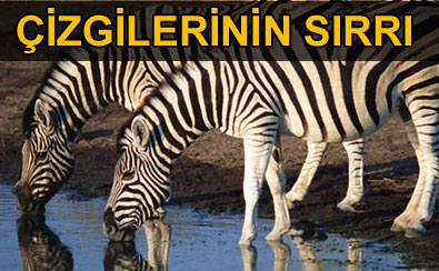 Zebralar�n �izgilerinin s�rr� ��z�ld� m�?