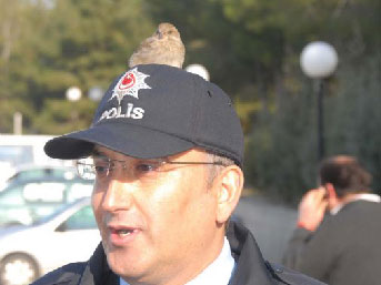 Polisin şapkasına konan kuş ilgi odağı oldu