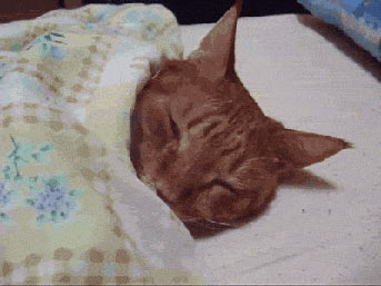 En iyi kedi gifleri
