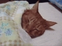En iyi kedi gifleri