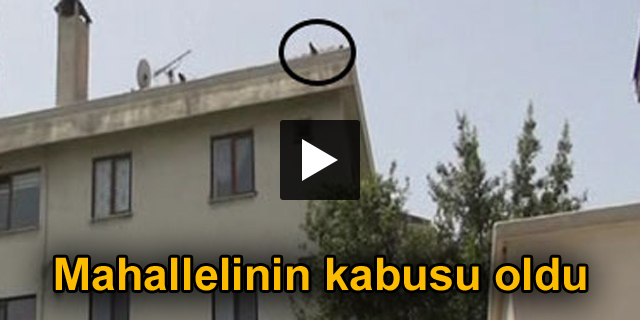 Kargalardan baretle korunuyorlar