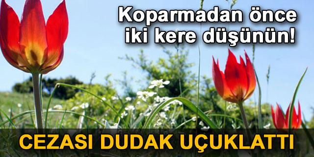 Manisa Lalesi'ni koparana 33 bin lira