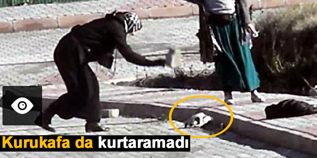 H�rs�zlar�n bu yapt���na yuh diyeceksiniz!